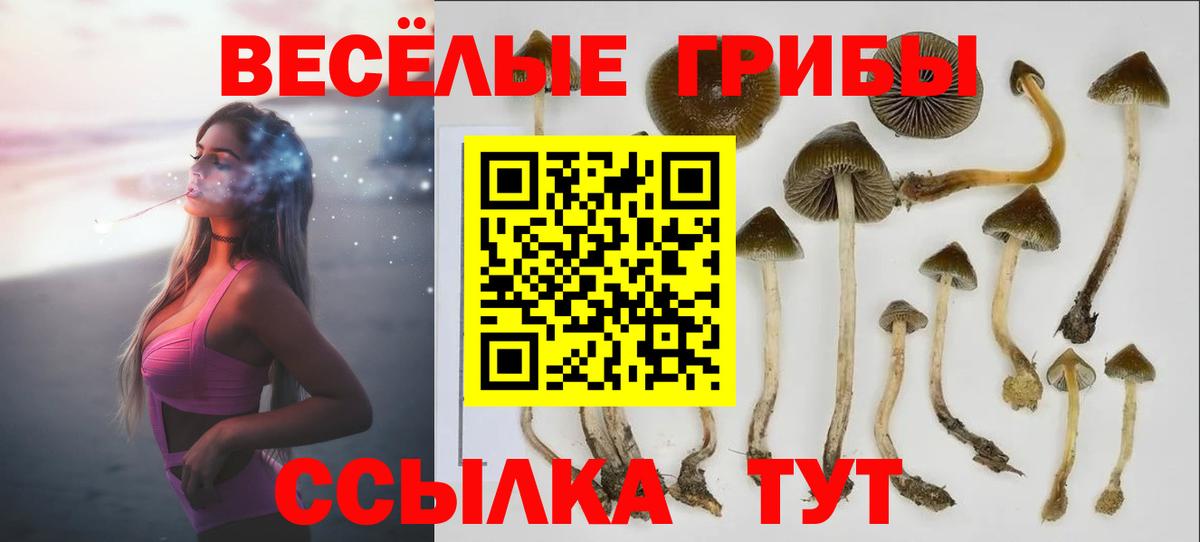 Галлюциногенные грибы Cubensis Белореченск